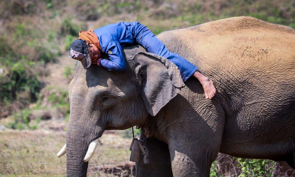 Rescued Elephants Receive Dedicated Care After Difficult Lives And Exploitation